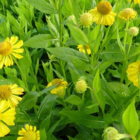 Hélénie Gold Doubloons - Helenium gold doubloons - Plantes