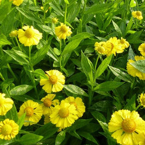 Hélénie Kanaria - Helenium kanaria - Plantes