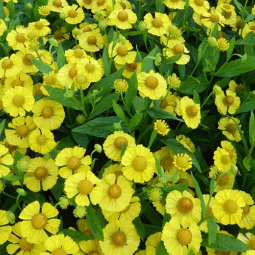 Hélénie Kugelsonne - Helenium kugelsonne - Plantes