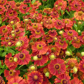 Hélénie Mahagoni - Helenium mahagoni - Plantes