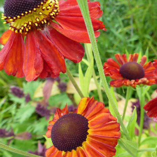 Hélénie Red Army - Helenium red army - Plantes