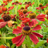 Hélénie Rubinzwerg - Helenium rubinzwerg - Plantes