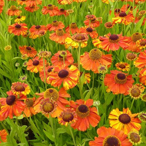 Hélénie Sahin's Early Flowered - Helenium sahins early flowerer - Plantes