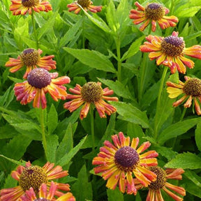 Hélénie Tie Dye - Helenium tie dye - Plantes