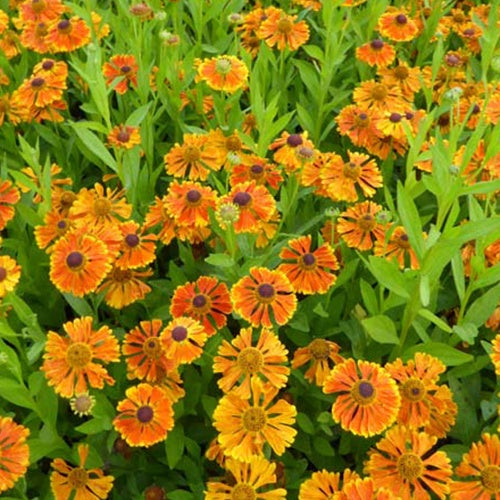 Hélénie Waltraut - Helenium waltraut - Plantes