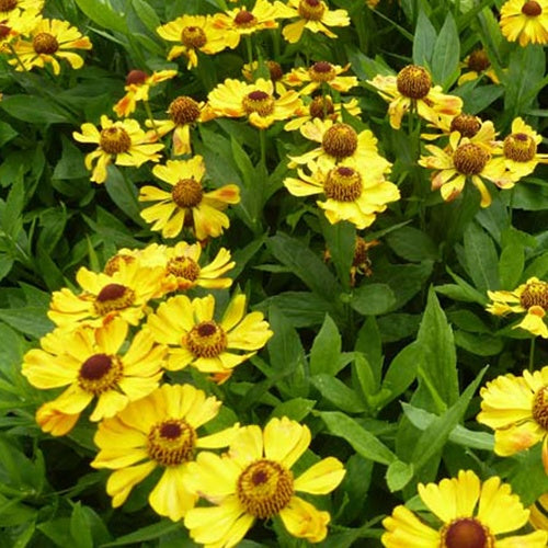 Hélénie Zimbelstern - Helenium zimbelstern - Plantes