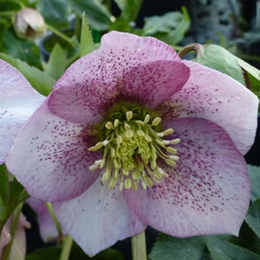 Hellébore d'Orient Pink Spotted - Helleborus orientalis pink spotted - Plantes