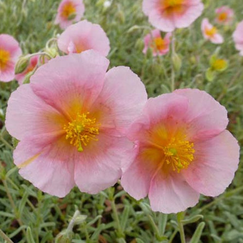 3 Hélianthèmes Rhodanthe Carneum - Helianthemum rhodanthe carneum - Plantes