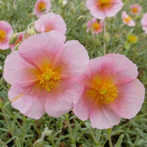 3 Hélianthèmes Rhodanthe Carneum - Helianthemum rhodanthe carneum - Plantes