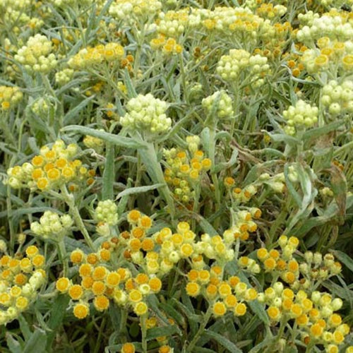 Immortelle hybride Swefellicht - Helichrysum schwefellicht - Plantes