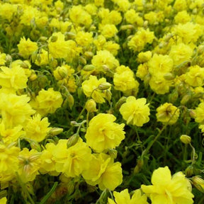 3 Hélianthèmes Sulphureum Plenum - Helianthemum sulphureum plenum - Plantes