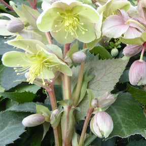 Hellébore de Stern - Helleborus sternii - Plantes