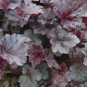 Heuchère Black Sea - Heuchera black sea - Plantes