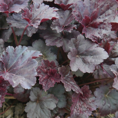 Heuchère Black Sea - Heuchera black sea - Plantes