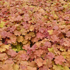 Heuchère Caramel - Heuchera caramel - Plantes