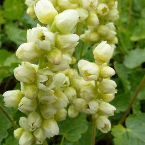 Heuchère Greenfinch - Heuchera cylindrica greenfinch - Plantes