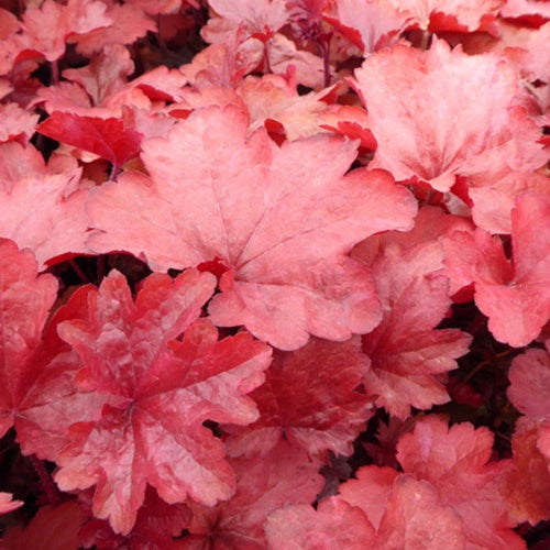 Heuchère Galaxy - Heuchera galaxy - Plantes