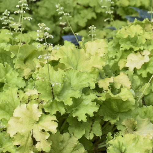 Heuchère Apple Twist - Heuchera apple twist  ( dolce series ) - Plantes