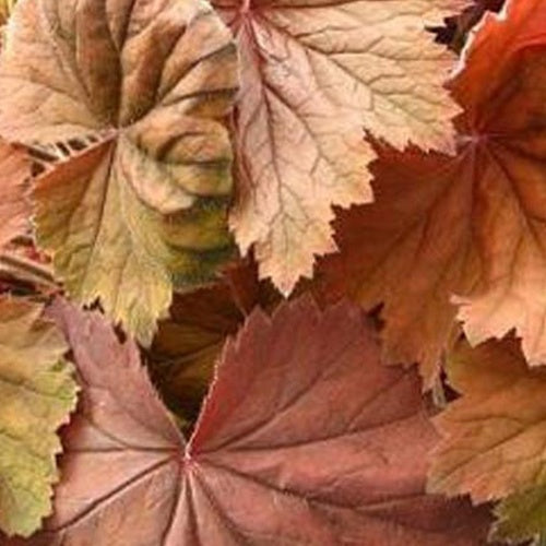 Heuchère Bronze Beauty - Heuchera bronze beauty - Plantes