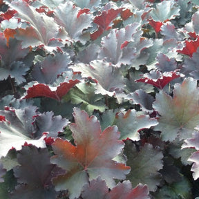 Heuchère Binoche - Heuchera binoche - Plantes