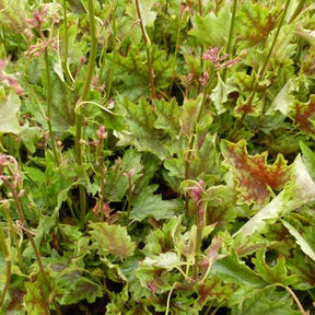 Heuchère Birkin - Heuchera birkin - Plantes