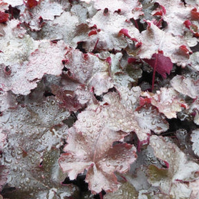 Heuchère Black Beauty - Heuchera black beauty - Plantes