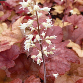 Heucherella Buttered Rum - Heucherella hybride buttered rum - Plantes