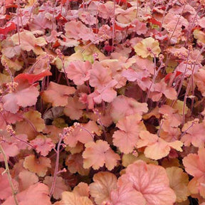 Heuchère Cherry Cola - Heuchera cherry cola - Plantes