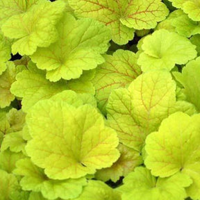 Heuchère Electric Lime - Heuchera electric lime - Plantes