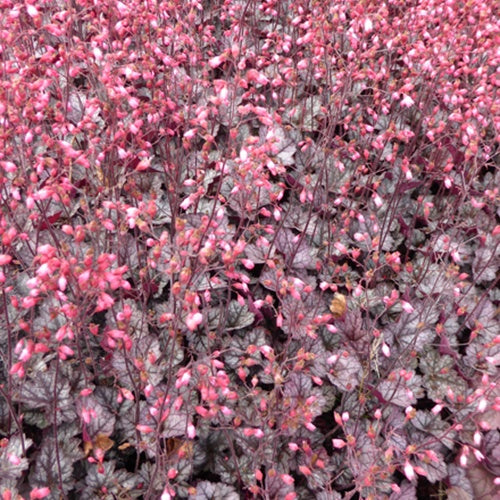 Heuchère Glitter - Heuchera glitter - Plantes