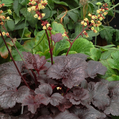 Heuchère Gotham - Heuchera gotham - Plantes