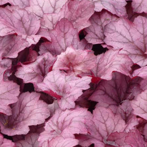 Heuchère Georgia Plum - Heuchera georgia plum - Plantes