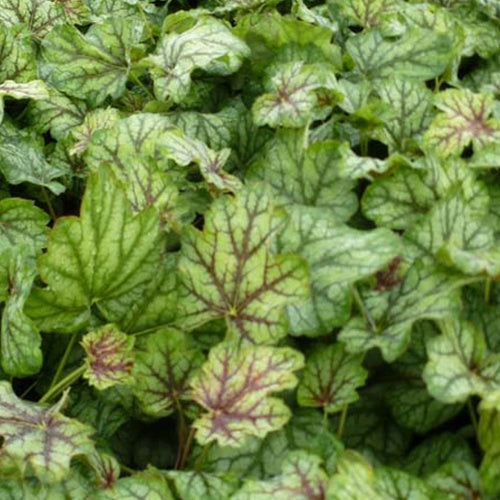 Heuchère Green Spice - Heuchera green spice - Plantes