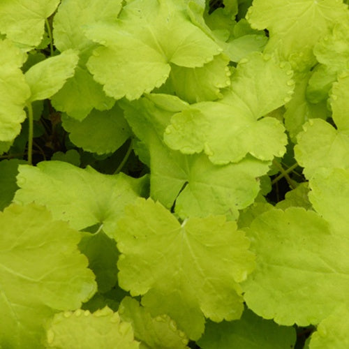 Heucherella Happy Hour Lime - Heucherella happy hour lime - Plantes