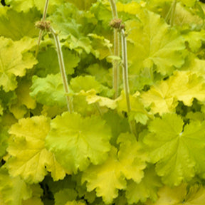 Heuchère Lemon Love - Heuchera lemon love - Plantes