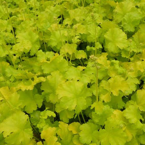 Heuchère Lime Marmalade - Heuchera lime marmalade - Plantes