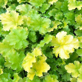 Heuchère Lime Rickey - Heuchera lime rickey - Plantes