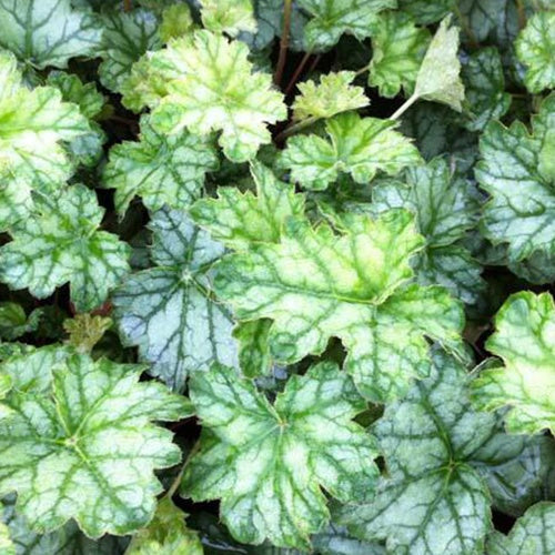 Heuchère Frost - Heuchera mint frost - Plantes