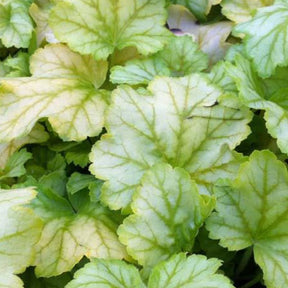 Heuchère Julep - Heuchera mint julep - Plantes