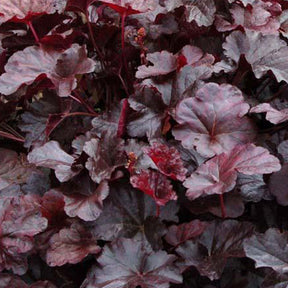 Heuchère Obsidian - Heuchera obsidian - Plantes