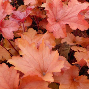 Heuchère Paprika - Heuchera paprika - Plantes