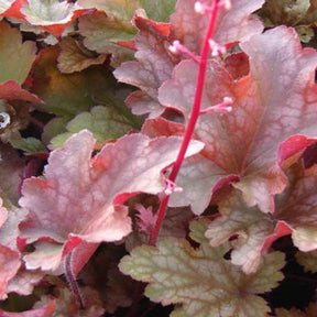 Heuchère Peach Flambé - Heuchera peach flambé - Plantes