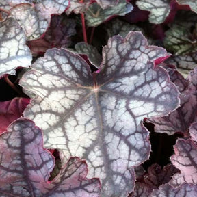 Heuchère Pewter Moon - Heuchera pewter moon - Plantes