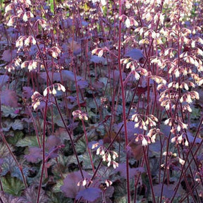 Heuchère Pinot Noir - Heuchera pinot noir - Plantes