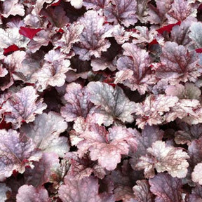 Heuchère Plum Pudding - Heuchera plum pudding - Plantes