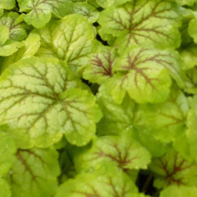 Heuchère Renoir - Heuchera renoir  ( master painters series ) - Plantes