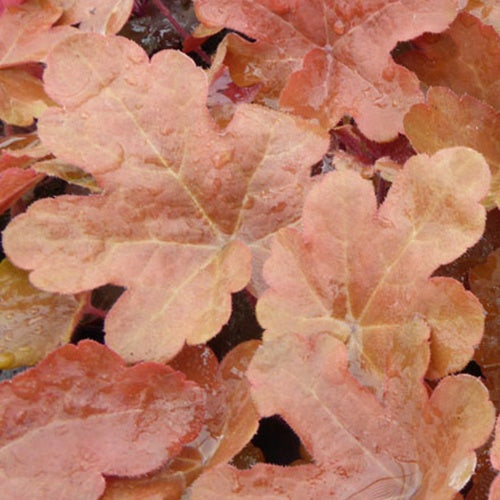 Heucherella Red Rover - Heucherella red rover - Plantes