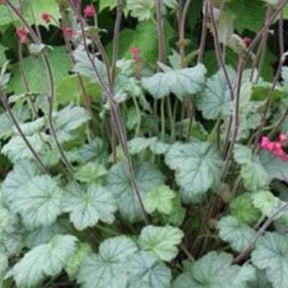 Heuchère Silver Dollar - Heuchera silver dollar - Plantes