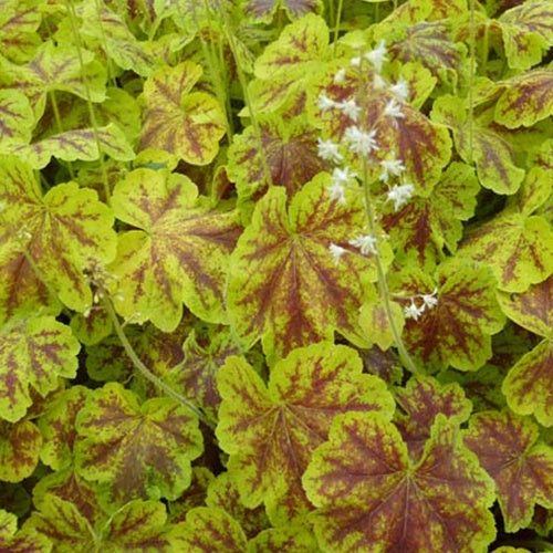 Heucherella Solar Eclipse - Heucherella solar eclipse - Plantes