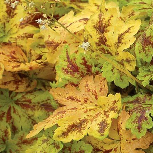 Heucherella Solar Power - Heucherella solar power - Plantes